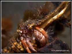Colourfull hermit crab. olympus C-7070 with Inon strobe. by Yves Antoniazzo 